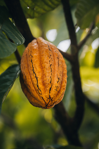 Orange unripe cocoa fruit hanging from the branch.