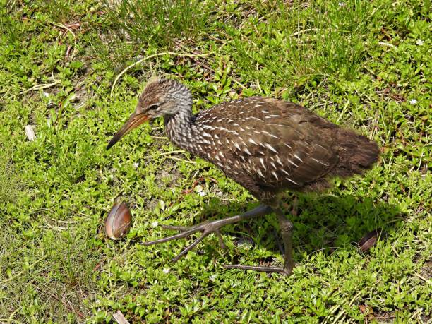 istock Limpkin (Aramus guarauna) - juvenile standing near a freshwater clam shell 1400075709