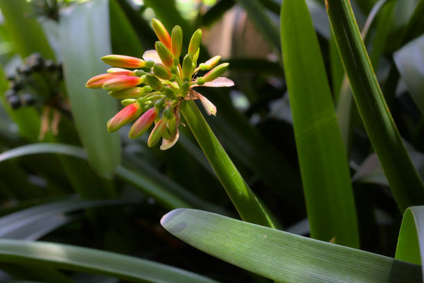 istock Orange clivia flowers in the garden. 1400075768