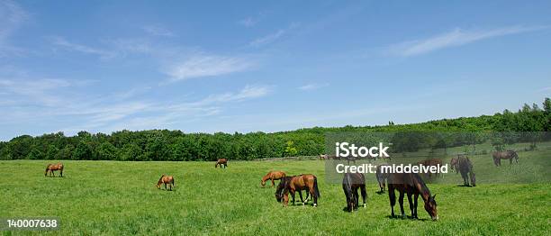 Photo libre de droit de Chevaux Paissant banque d'images et plus d'images libres de droit de Agriculture - Agriculture, Alezan foncé - Couleur d'un cheval, Animaux domestiques