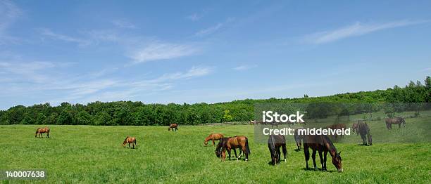 Al Pascolo Cavalli - Fotografie stock e altre immagini di Agricoltura - Agricoltura, Ambientazione esterna, Ampio