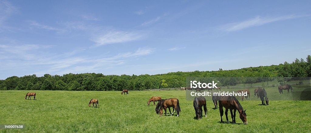 Pastar Cavalos - Royalty-free Agricultura Foto de stock