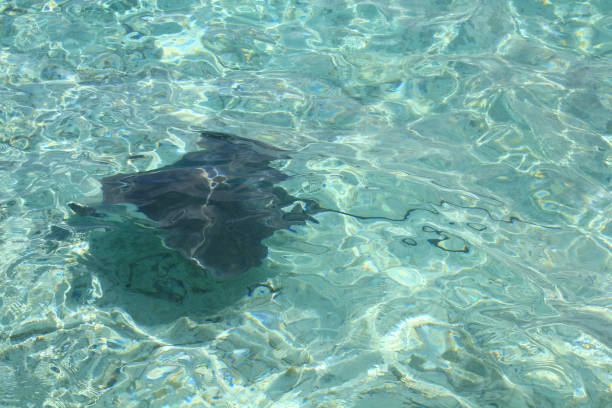 Island in ocean, overwater villas and a eagle ray (Myliobatis aquila) in ocean