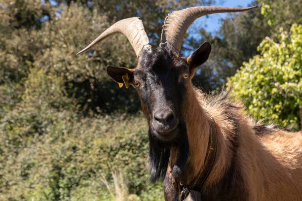 istock male goat looking challenged at the camera 1400077134