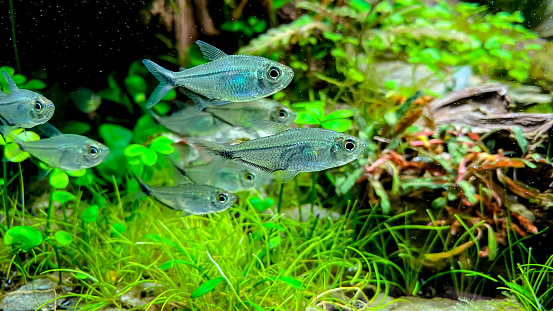Flock of fish Costae Tetra (Moenkhausia costaea) in the plant aquarium. Aquarium plants with Tetra Fish.