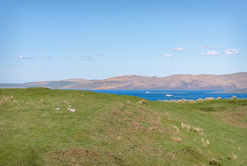 A sheep sitting on a hill on the Island of Kerrera with a calmac Ferry passing a lighthouse on the Island of Lismore in the background