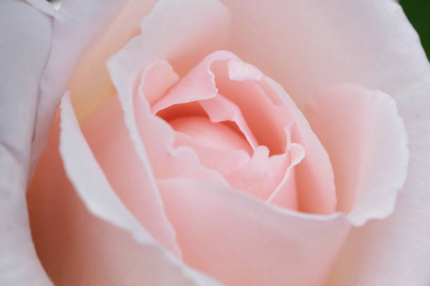 istock Blurred pale pastel tender peach colour background, natural defocused Abstract Pink Background. Macro Close up view on a gentle rose petals as background. 1400079164