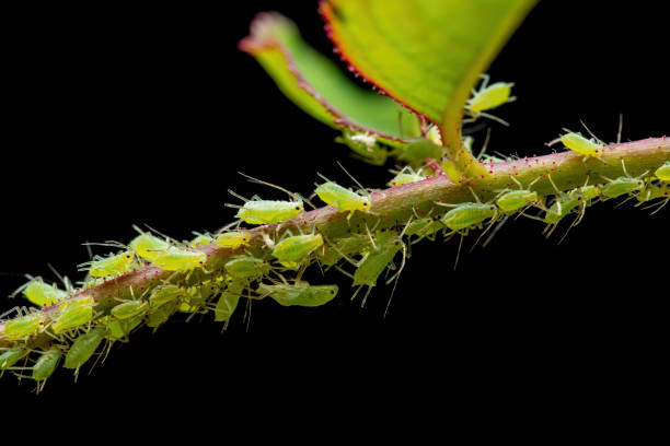 Aphid Colony Close-up. Greenfly or Green Aphid Garden Parasite Insect Pests Macro Isolated on Black Background Aphid Colony Close-up. Greenfly or Green Aphid Garden Parasite Insect Pests Macro Isolated on Black Background aphid stock pictures, royalty-free photos & images
