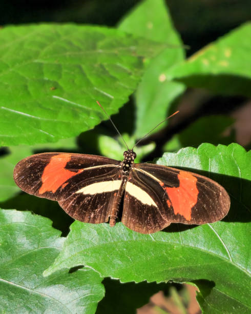 istock closeup butterfly on green leaf 1400080077