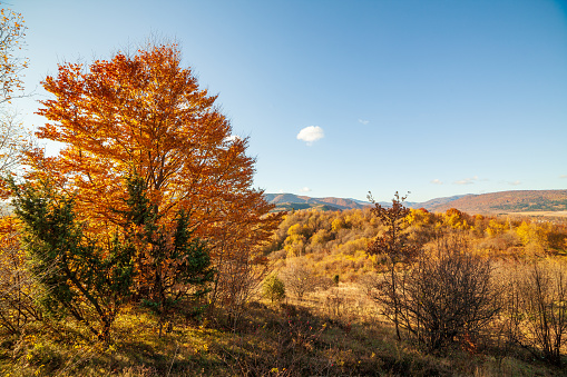 Autumn woodland path with beautiful colours. Carpathian mountains range. Ukraine. High quality photo
