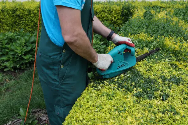 gardener cuts the branches of an overgrown boxwood hedge with an electric mower. Spring, gardening, landscape design concept.