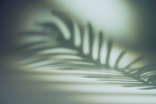 istock Tropical leaves natural shadow 1400082079