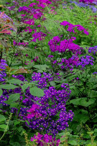 istock San Francisco Botanical Garden 1400082603