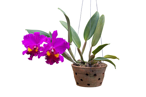 Purple Cattleya orchid flower bloom hanging in pot in the garden isolated on white background included clipping path.