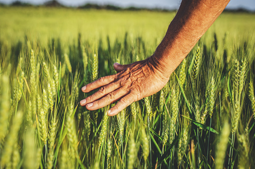 Farmer touching golden heads of wheat while walking through field stock photo