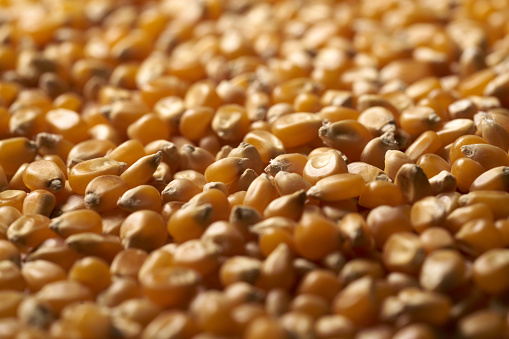 Beautiful background of popcorn for various uses. Popcorn kernels in defocused spiral close-up. Food texture, pattern.