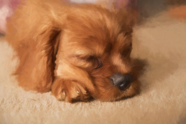 Digital painting of a closeup profile shot of a single isolated ruby Cavalier King Charles Spaniel puppy.