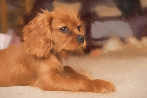 Digital painting of a closeup profile shot of a single isolated ruby Cavalier King Charles Spaniel puppy.