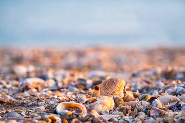 Summer concept with a beach, seashells. Seashells on a wild sea beach in the sunset sunlight close-up, focus in the foreground.