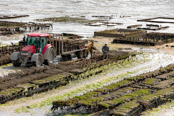 Concale, the city of oyster farming. The city that cultivates oyster. Concale, France – April 11, 2022: Concale is known as the capital city of oyster farming. Here, farmers are transporting bags full of oysters on to their amphibious vehicles. seaweed farming stock pictures, royalty-free photos & images