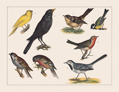 Various birds (Passeriformes): a) Blackbird (Turdus merula); b) House sparrow (Passer domesticus); c) Chaffinch (Fringilla coelebs, male); d) Domestic canary (Serinus canaria forma domestica); e) Nightingale (Luscinia megarhynchos); f)  European robin (Erithacus rubecula); g) Great tit (Parus major); f)) White wagtail (Motacilla alba). Chromolithograph, published in 1891.