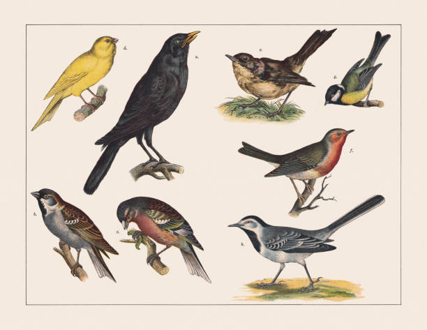 Various birds (Passeriformes), chromolithograph, published in 1891 Various birds (Passeriformes): a) Blackbird (Turdus merula); b) House sparrow (Passer domesticus); c) Chaffinch (Fringilla coelebs, male); d) Domestic canary (Serinus canaria forma domestica); e) Nightingale (Luscinia megarhynchos); f)  European robin (Erithacus rubecula); g) Great tit (Parus major); f)) White wagtail (Motacilla alba). Chromolithograph, published in 1891. songbird illustrations stock illustrations