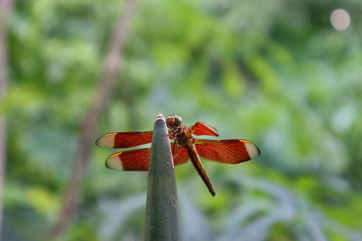 A red dragonfly perched on the top of a plant