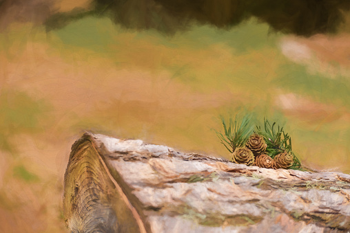 Digital painting of young fir tree pine cone shoots isolated in a natural woodland environment.