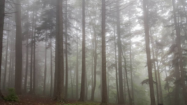 istock Smoky Mountain 1400088787