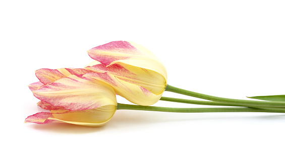 Two beautiful tulips isolated on a white background.