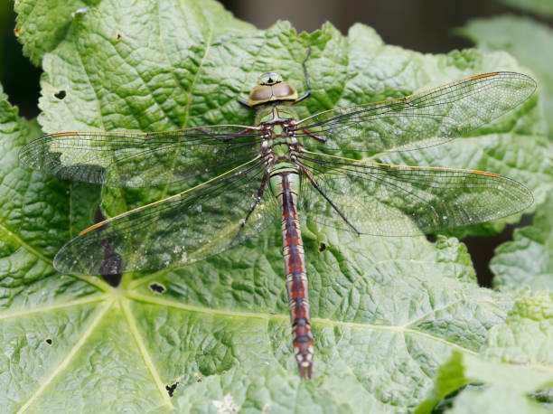 Field characters: 66-84mm, abdomen: 50-61mm, Hw: 45-52mm.\nBlue Emperor is presently a common species, which is only absent from parts of the northern provinces of Groningen and Friesland. It is found at most larger bodies of standing water. Compared to the pre-1990 period, the species has increased strongly. So is with other dragonflies, Blue Emperor has benefit of the gradual warming in the last decades.\n\nThe largest Aeshnid in most of our area and common Species in the Netherlands..