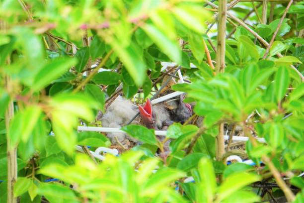 Carrion crow chicks that open their beaks in nests on roadside trees This is a picture taken Kumamoto, Japan. crows nest stock pictures, royalty-free photos & images