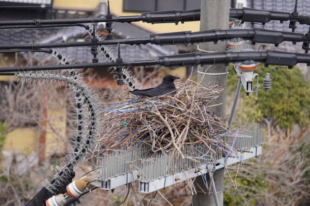 枝とハンガーを備えた電柱の鳥忌避剤に巣を作る腐肉カラス - crows nest ストックフォトと画像