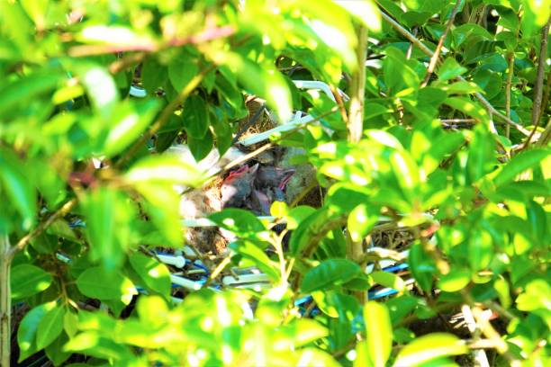 istock Carrion crow sleeping in a nest on a roadside tree where light shines 1400089296
