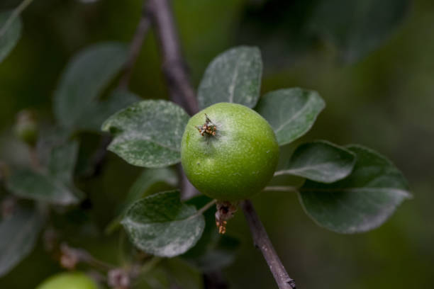 istock Close-up of green young apples on a branch in a garden plot 1400090231