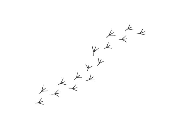 ścieżka szlaku ikony kurczaka. symbol ptaka śladu. podpisz wektor koguta odcisku łapy. - kura zwierzę płci żeńskiej stock illustrations