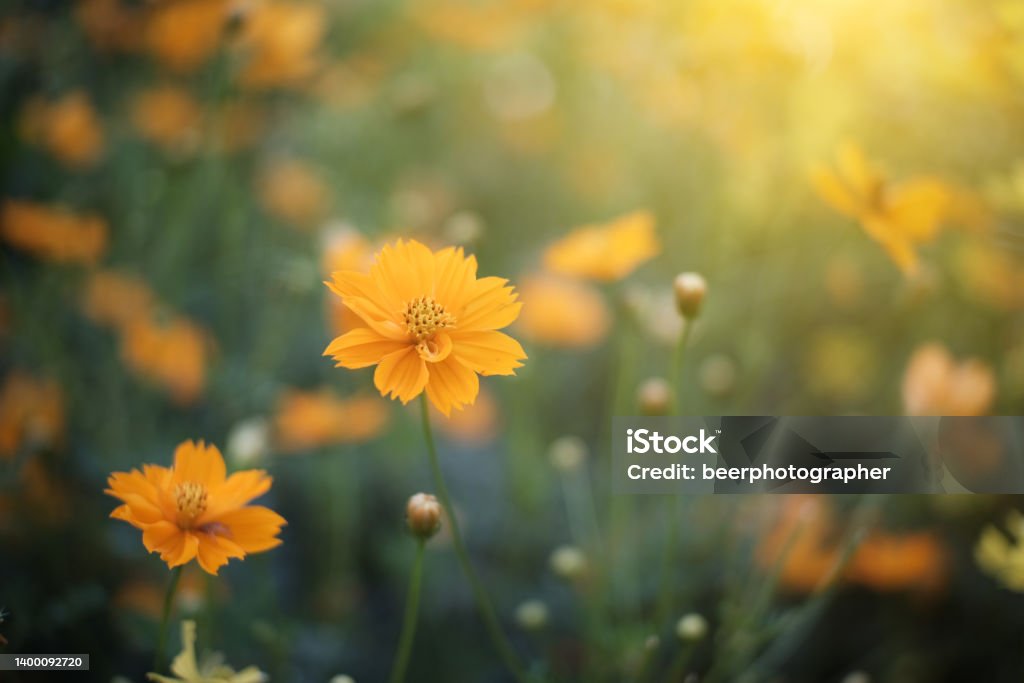 flowers, grass, insects and sunlight Cosmos Flower Stock Photo