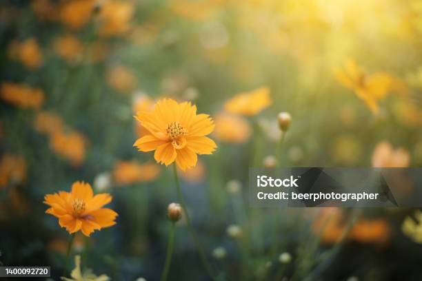Flowers Grass Insects And Sunlight Stock Photo - Download Image Now - Cosmos Flower, Agricultural Field, Beauty