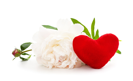 One peony with a toy heart isolated on a white background.