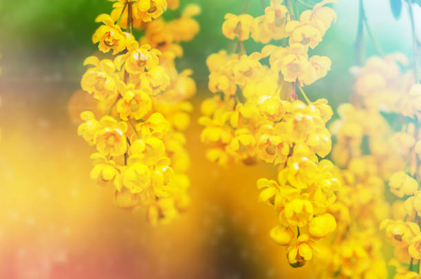 istock flower yellow bush  close-u 1400093610