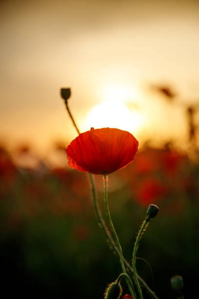 istock Beautiful poppies in the sunset 1400094111