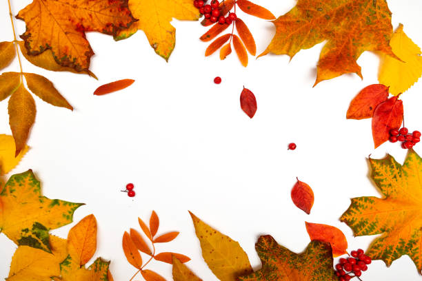 istock Autumn frame, yellow maple leaves isolated on a white background, 1400094564