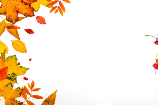 istock Autumn border, yellow maple leaves isolated on white, 1400094569