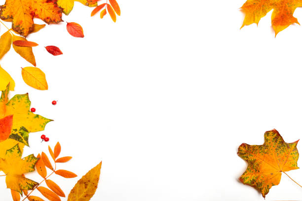 istock Autumn border, yellow maple leaves isolated on white, 1400094575