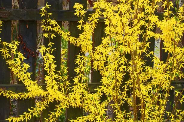 Bright spring bush with yellow flowers. Flowering forsythia in springtime. Spring flowering bush