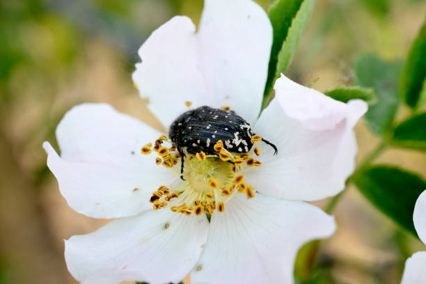 istock insect feeding up inside the Dog Rose bloom. 1400094838