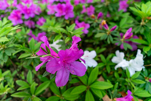 blooming rhododendron