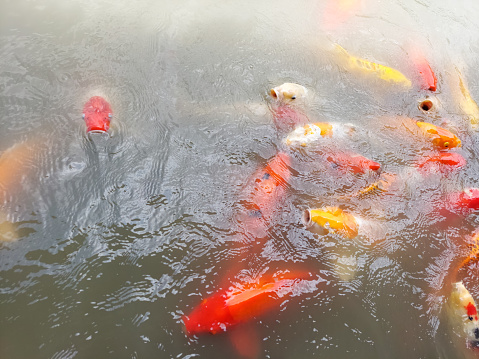 Beautiful fish are swarming in the water looking for food.