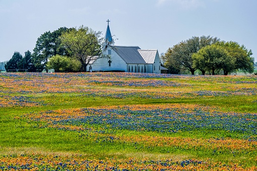 Church with field of Bluebonnets and Indian Paintbrush in front. Whitehall, Texas