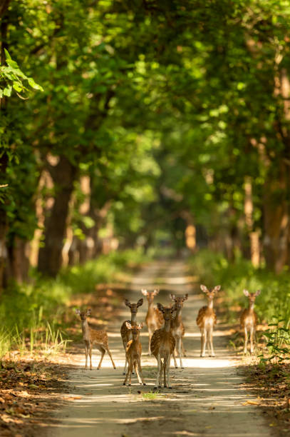 gefleckte hirsche oder chital oder axis hirschfamilie kopf auf in herde oder gruppe blockieren straße oder track bei chuka ökotourismus safari oder pilibhit nationalpark terai forest reserve uttar pradesh indien asien - jim corbett nationalpark stock-fotos und bilder
